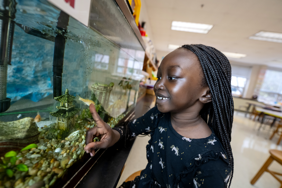 2nd grade student looking at the fish tank provided in the STEAM